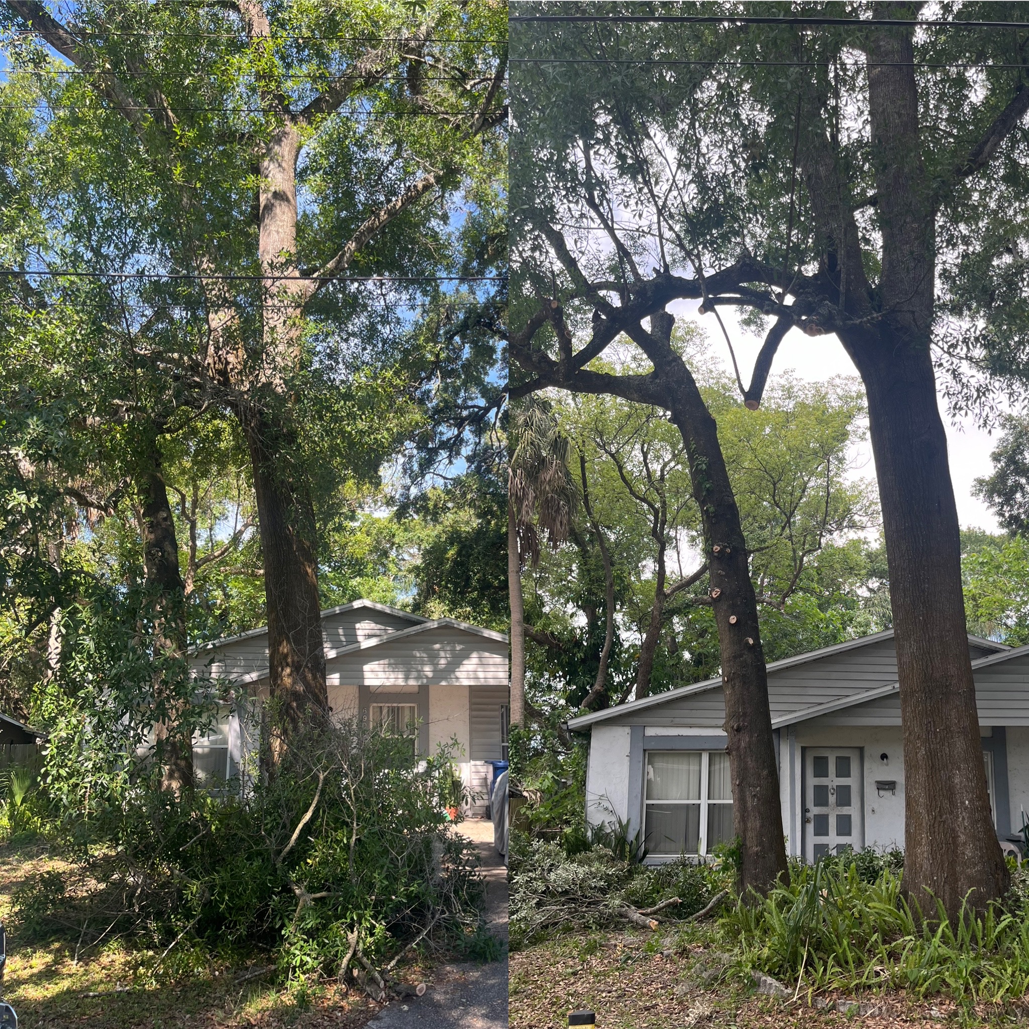 Before and After - Clarke's Pro Tree Service