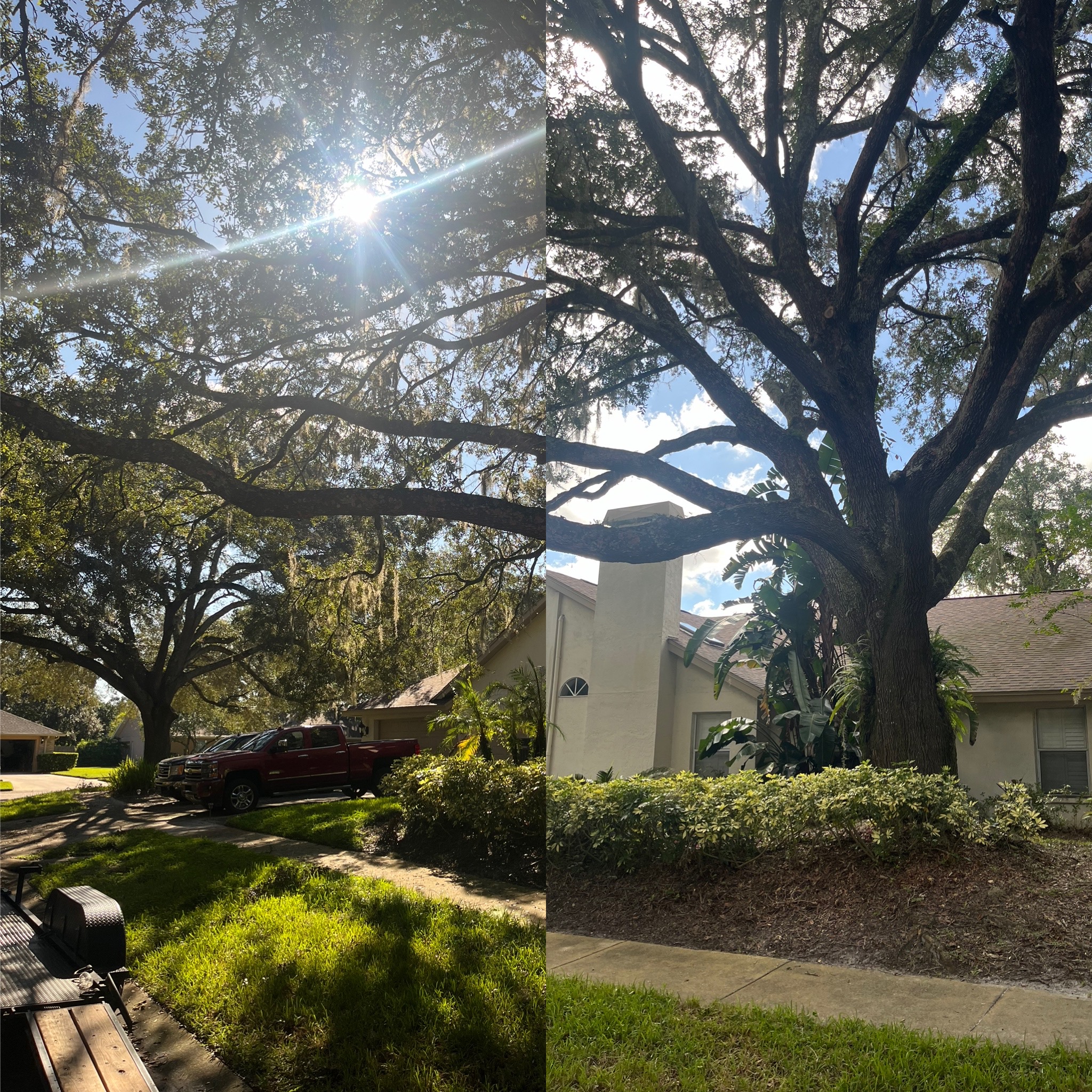Before and After - Clarke's Pro Tree Service